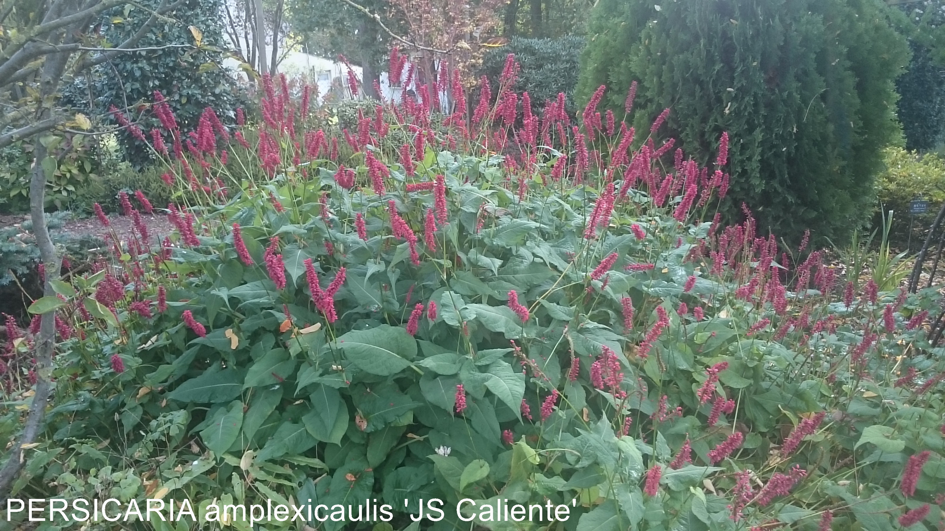 Passion Vivaces Persicaria amplexicaulis Caliente plante vivace rouge magenta