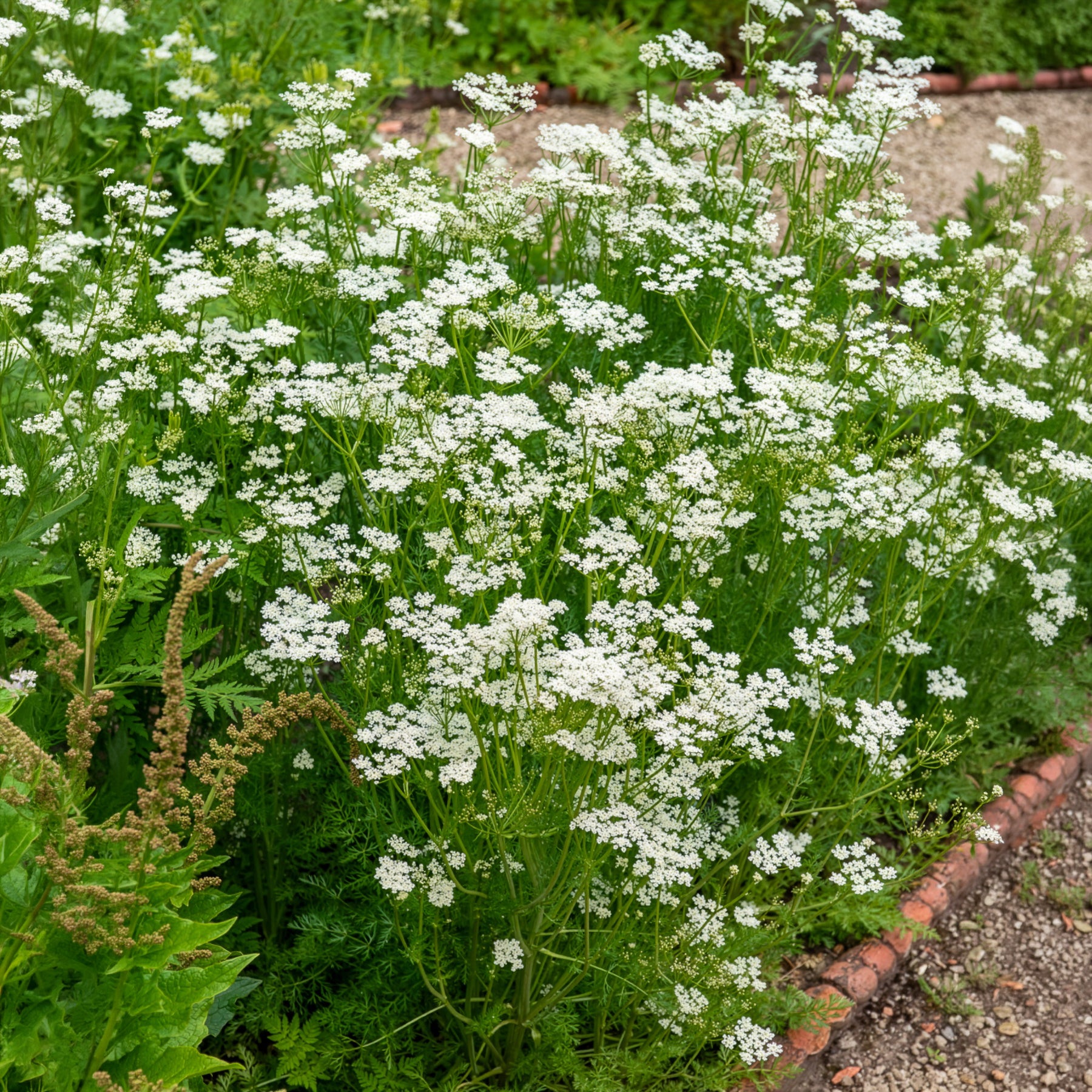 Bakker Cumin des prés Carvi plante aromatique pot Ø 9cm comestible