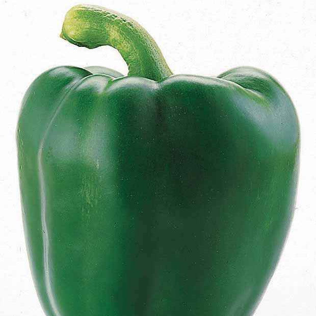 Bakker Potager Poivron Lamuyo F1 graines sachet 0,5g charnu