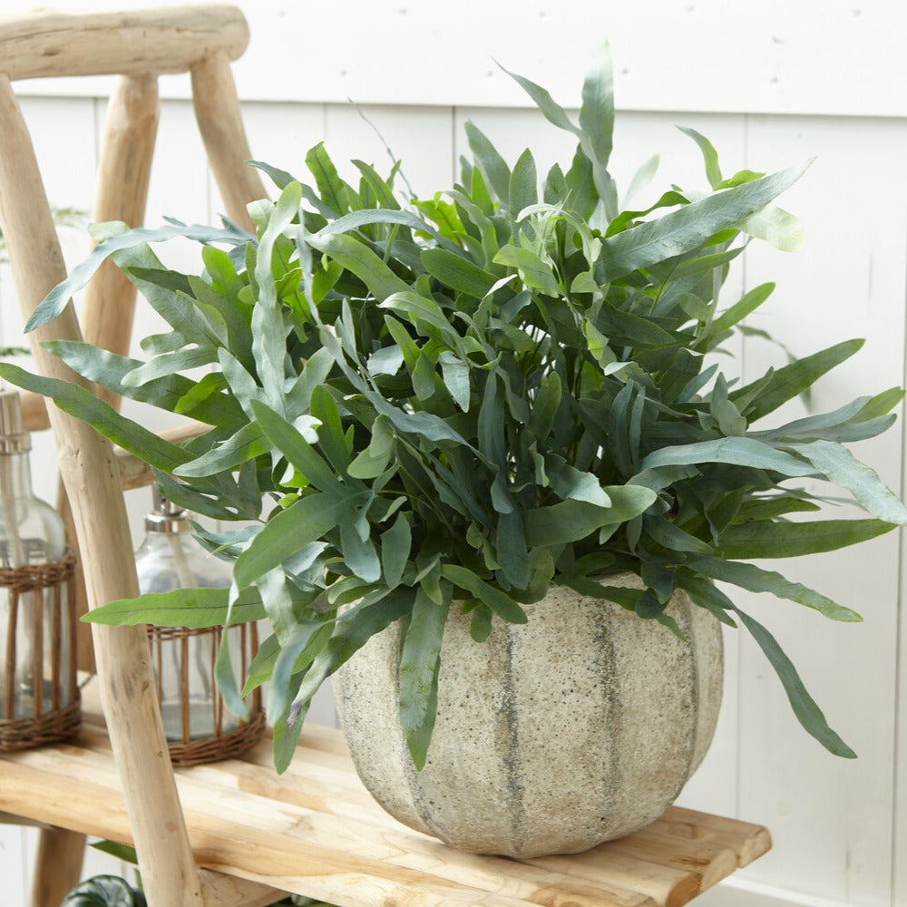 Bakker Phlebodium Blue Star fougère pot Ø 12cm bleuté