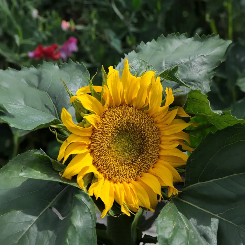 Bakker Tournesol nain Sunspot graines sachet 1,4g 25 graines