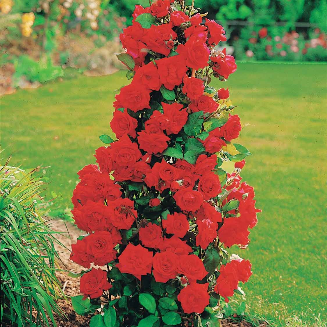 Bakker Collection 4 Rosiers arbustes rosier racines nues