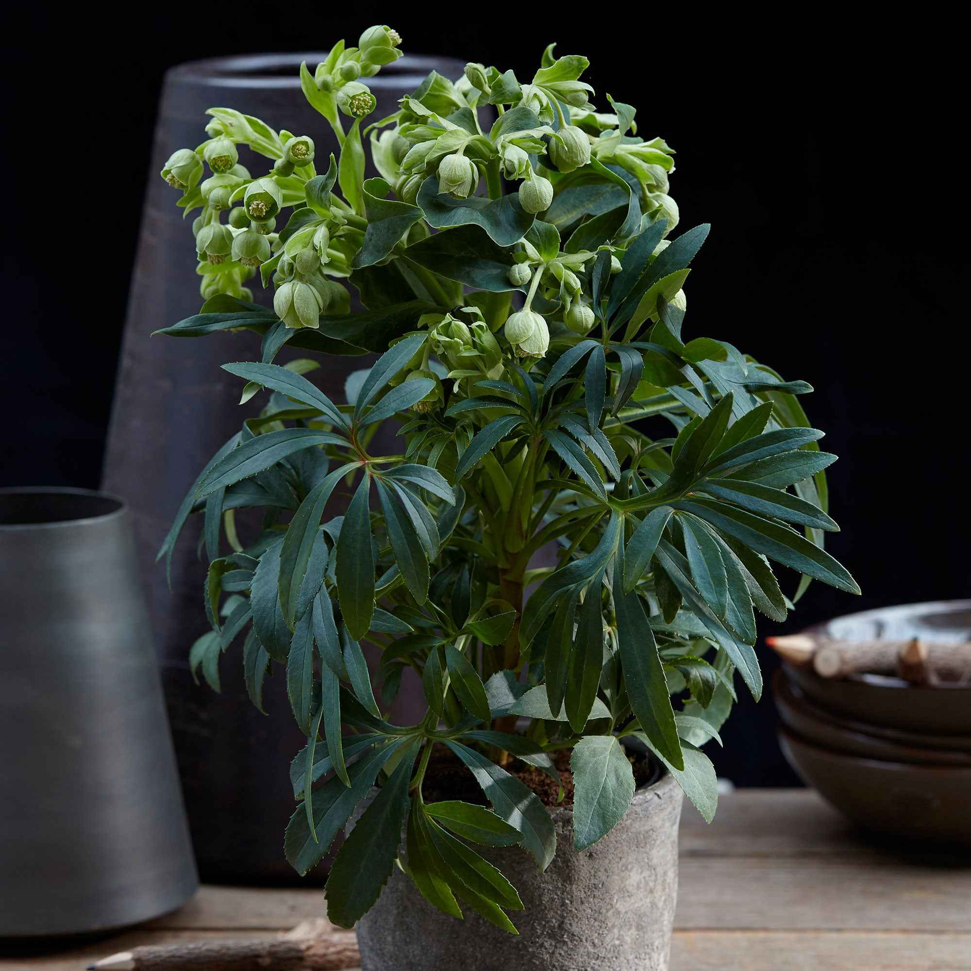 Bakker Hellébore fétide Wester Flisk vivace pot 9cm tiges rouges