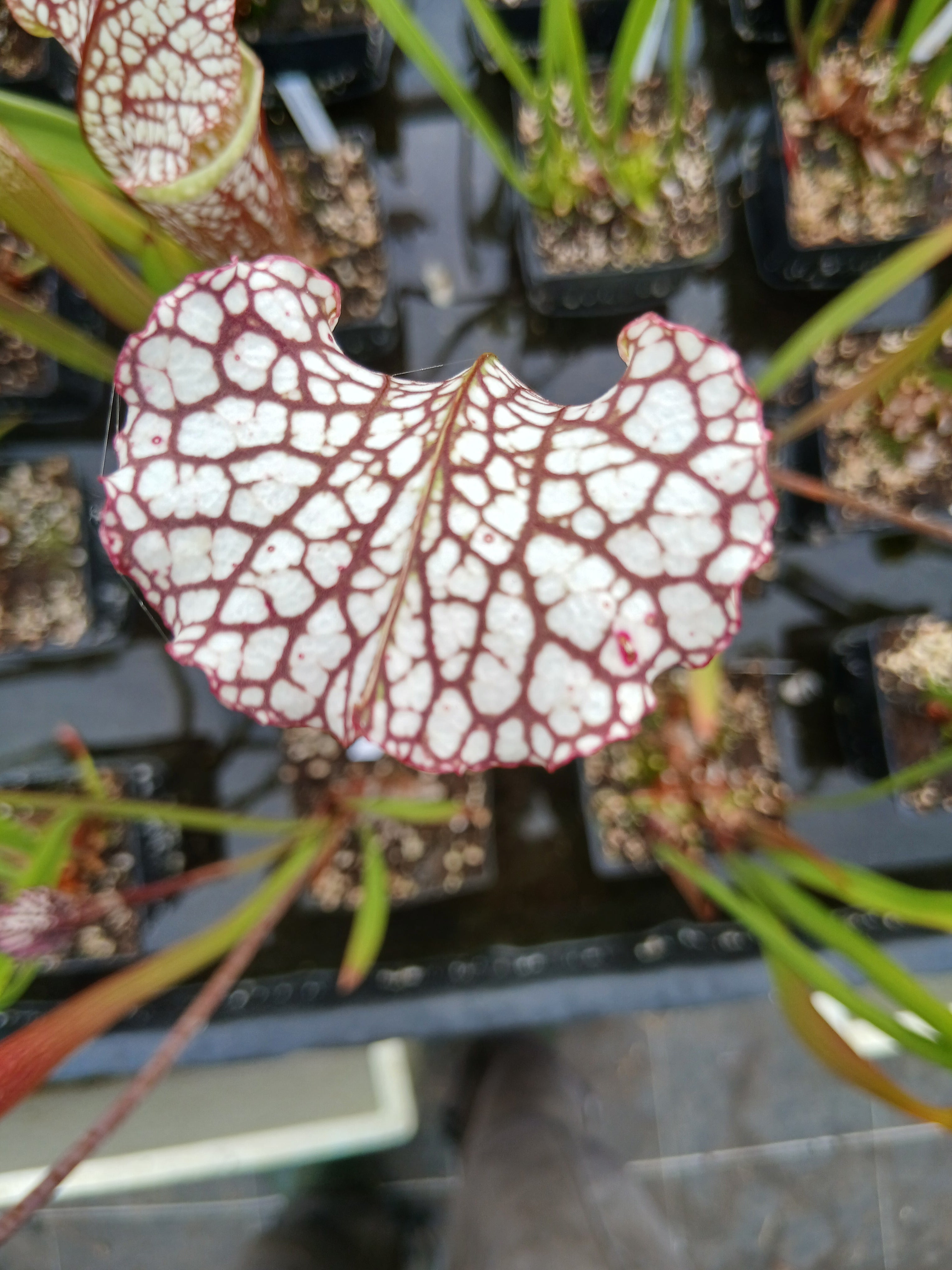 Carniflore Sarracenia Cronus Titan plante carnivore 80 cm pot 11