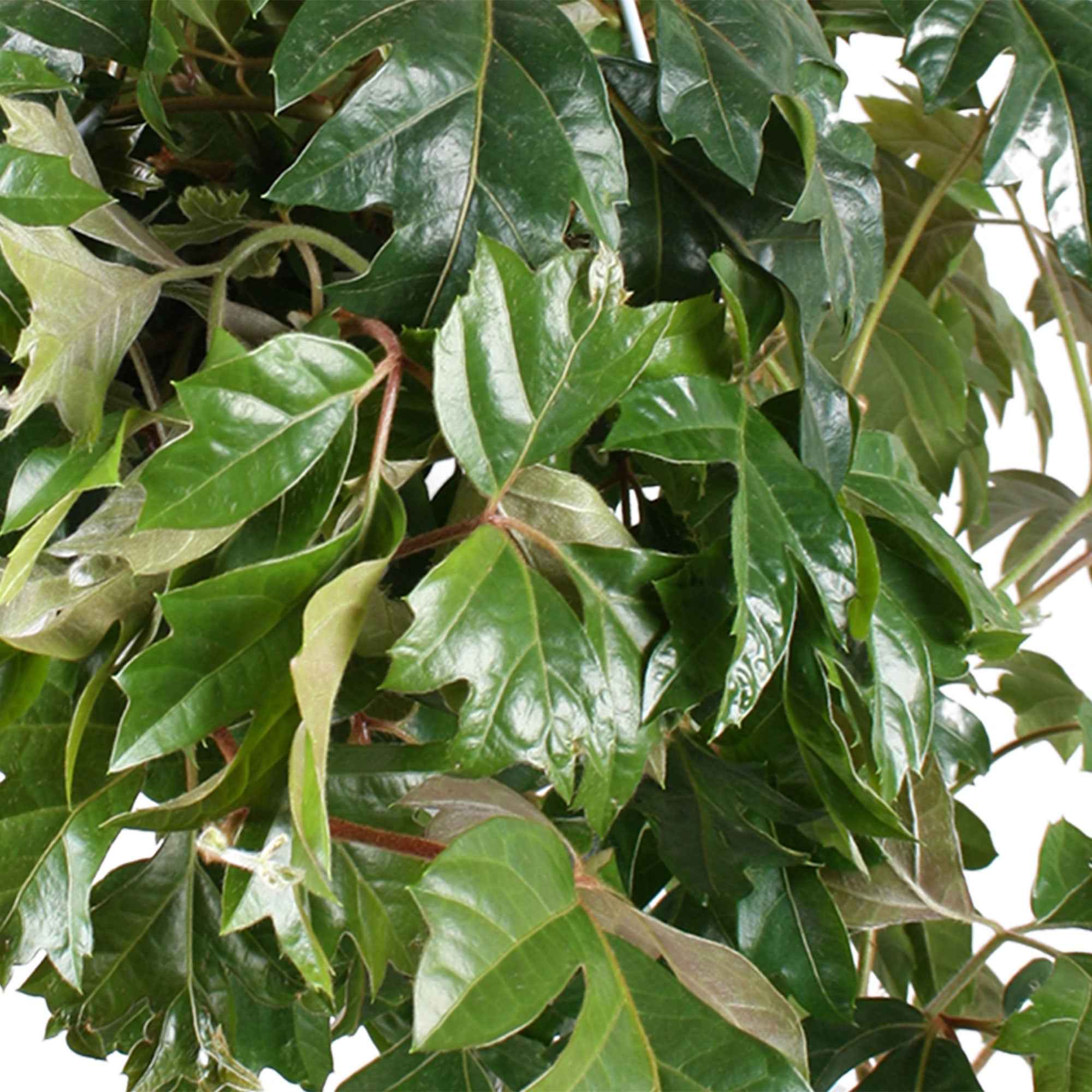 Bakker Cissus Ellen Danica plante suspendue pot 17 cm
