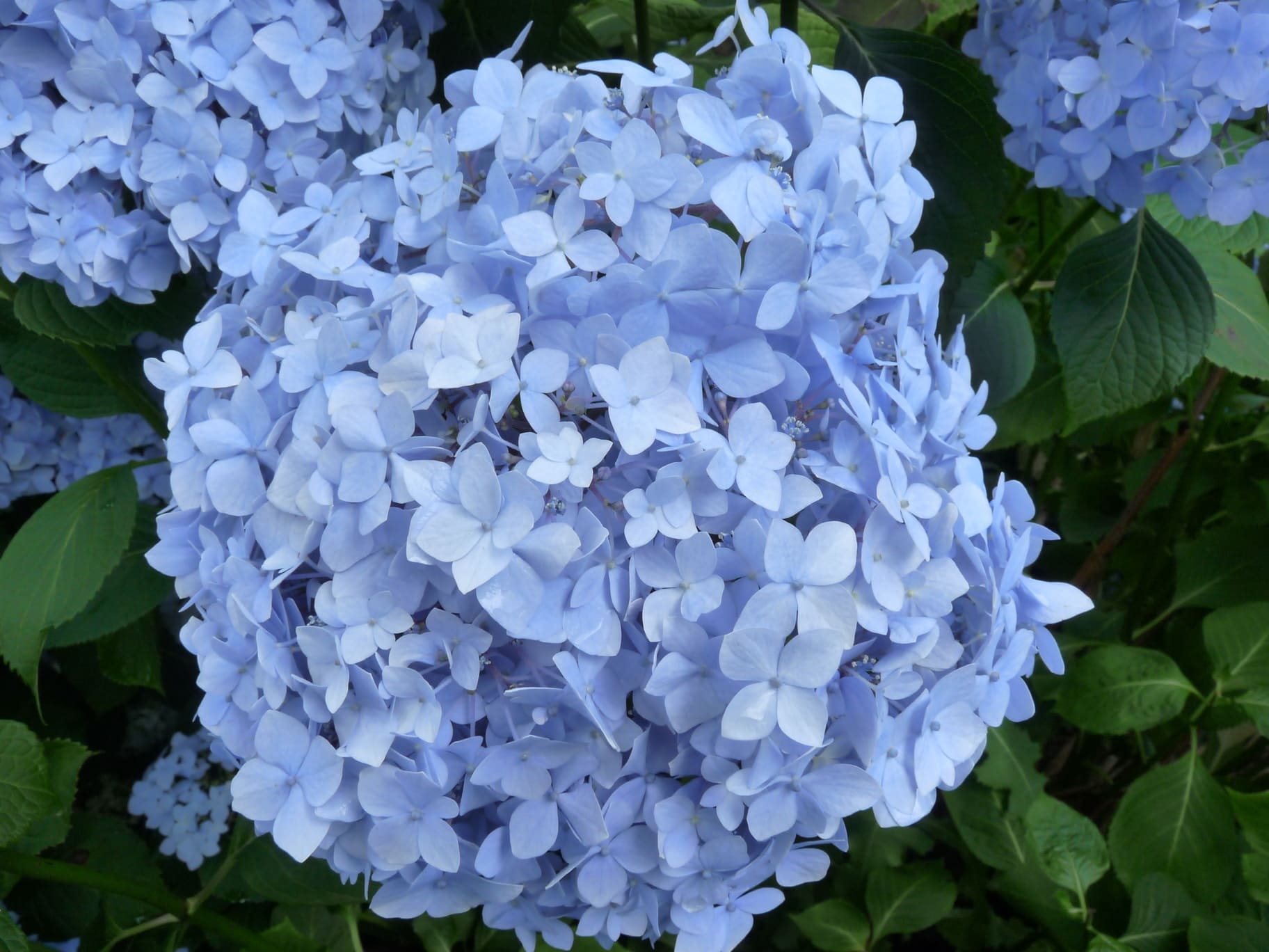 Les Hortensias du Haut Bois Mousseline hortensia fleurs rondes