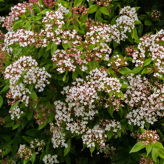Bakker Boule de neige Gwenllian viorne pot 1,3L floraison hiver