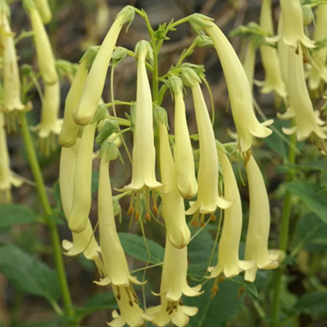 Bakker Plantes vivaces Fuchsia Moonraker plante vivace pot 8cm jaune