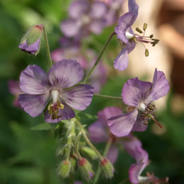 GERANIUM phaeum Mierhausen géranium vivace godet mauve