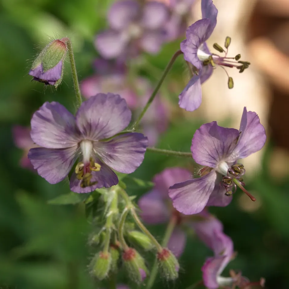 GERANIUM phaeum Mierhausen géranium vivace godet mauve