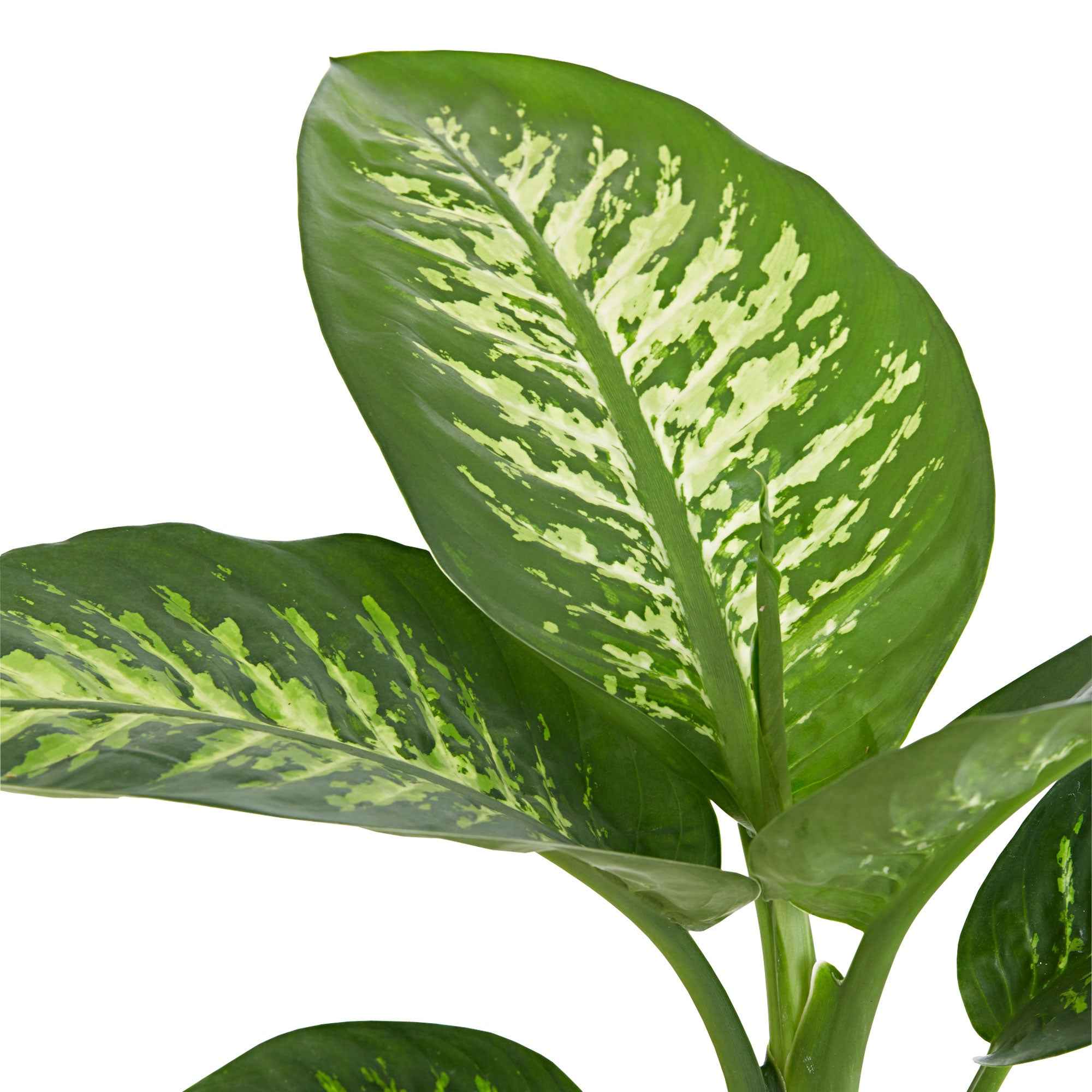 Bakker Dieffenbachia Tropic Snow plante pot Ø17cm 50-60cm