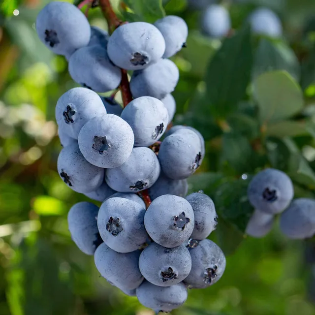 Bakker Myrtillier Brigitta Blue Vaccinium fruitier pot 13cm
