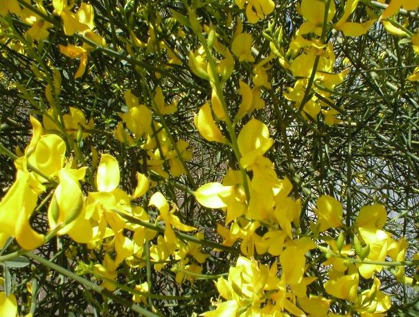 Pépinières Ripoche Spartium junceum arbuste fleur jaune