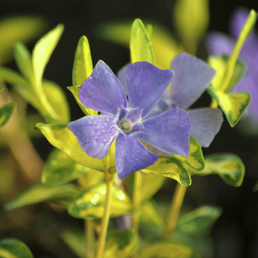 Bakker Argenteovariegata petite pervenche pot 9cm