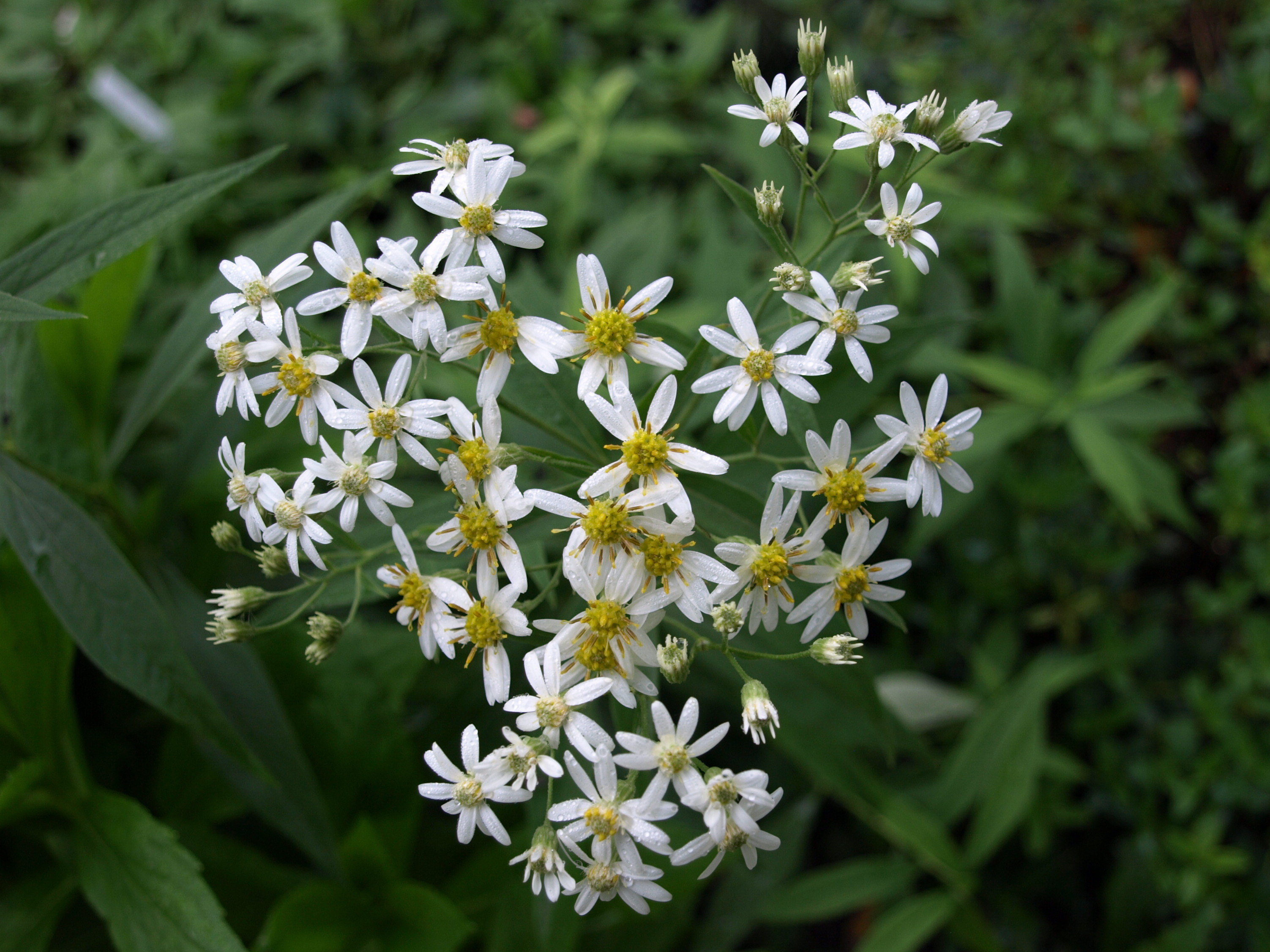 Aster umbellatus Weisser Schirm aster godet blanc cœur or