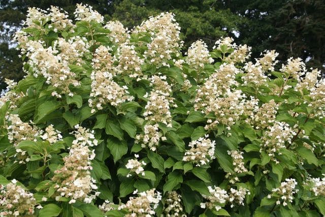 Les Hortensias du Haut Bois Papillon hortensia paniculé soleil