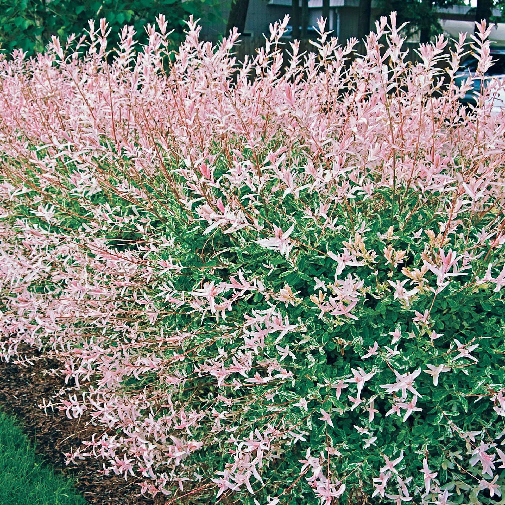 Bakker Hakuro saule crevette pot 11 cm 30-50 cm rose