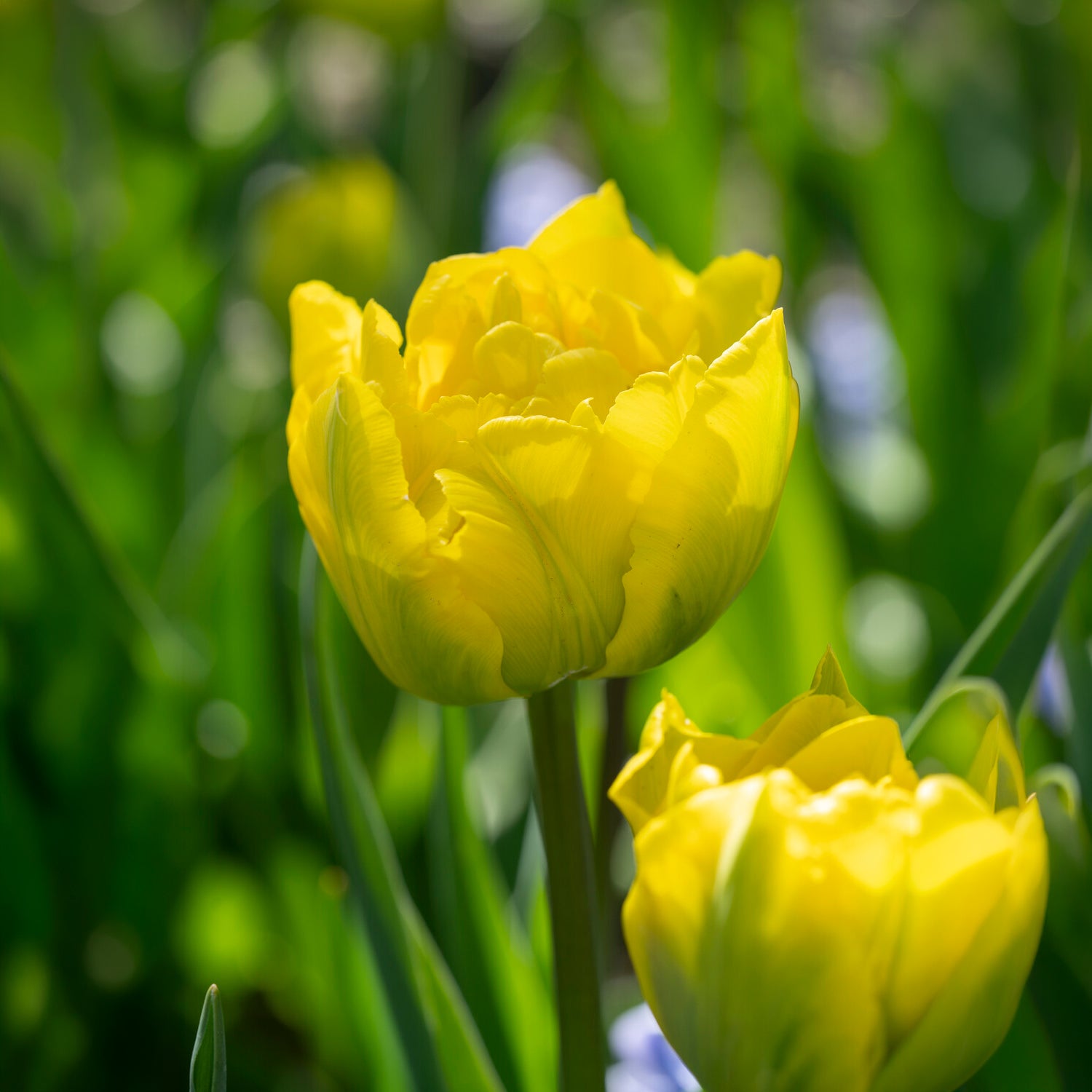 Bakker Marie Jo tulipe double hâtive 7 bulbes jaune