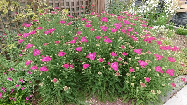 Passion Vivaces Achillea Peggy Sue achillée millefeuille pot
