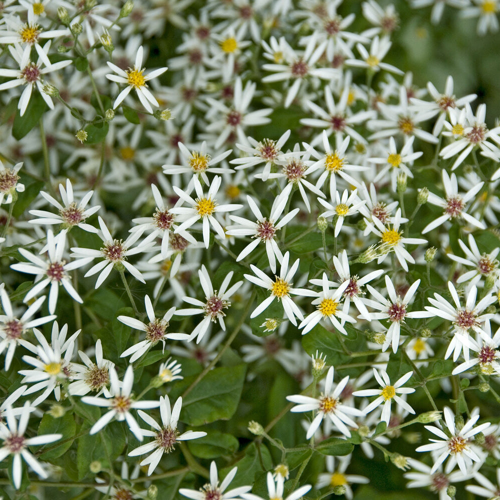 Bakker Astère divariqué plante vivace pot 9cm blanc