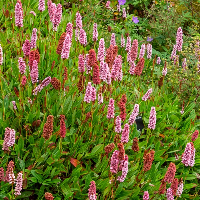 Bakker Persicaria Darjeeling Red vivace pot Ø 9cm