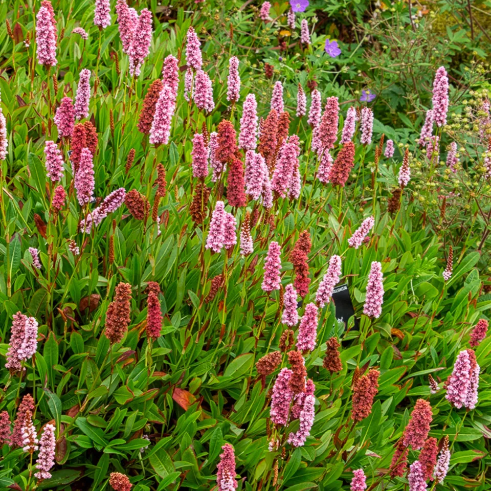 Bakker Persicaria Darjeeling Red vivace pot Ø 9cm