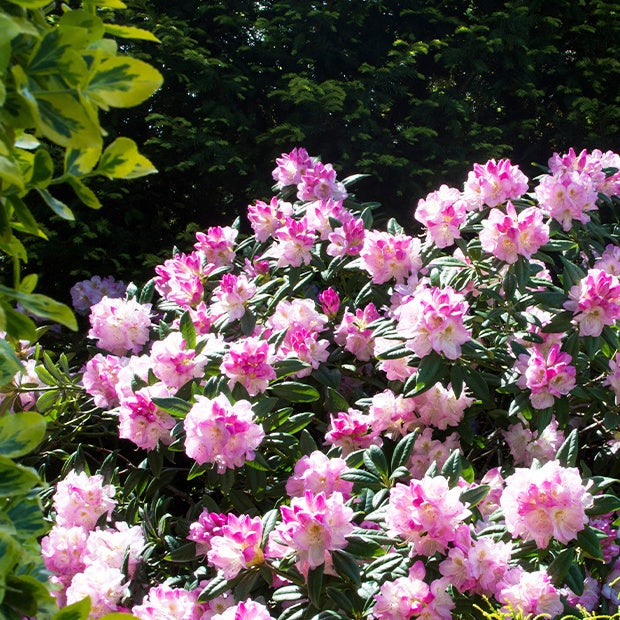 Bakker Rhododendron yak Doc arbuste pot 3L fleur rose 20-30cm