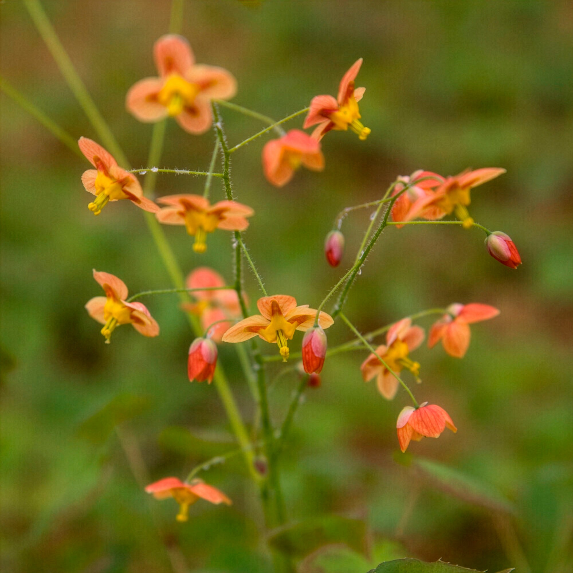 Bakker Epimedium Orangekonigin fleur des elfes pot couvre-sol ombre