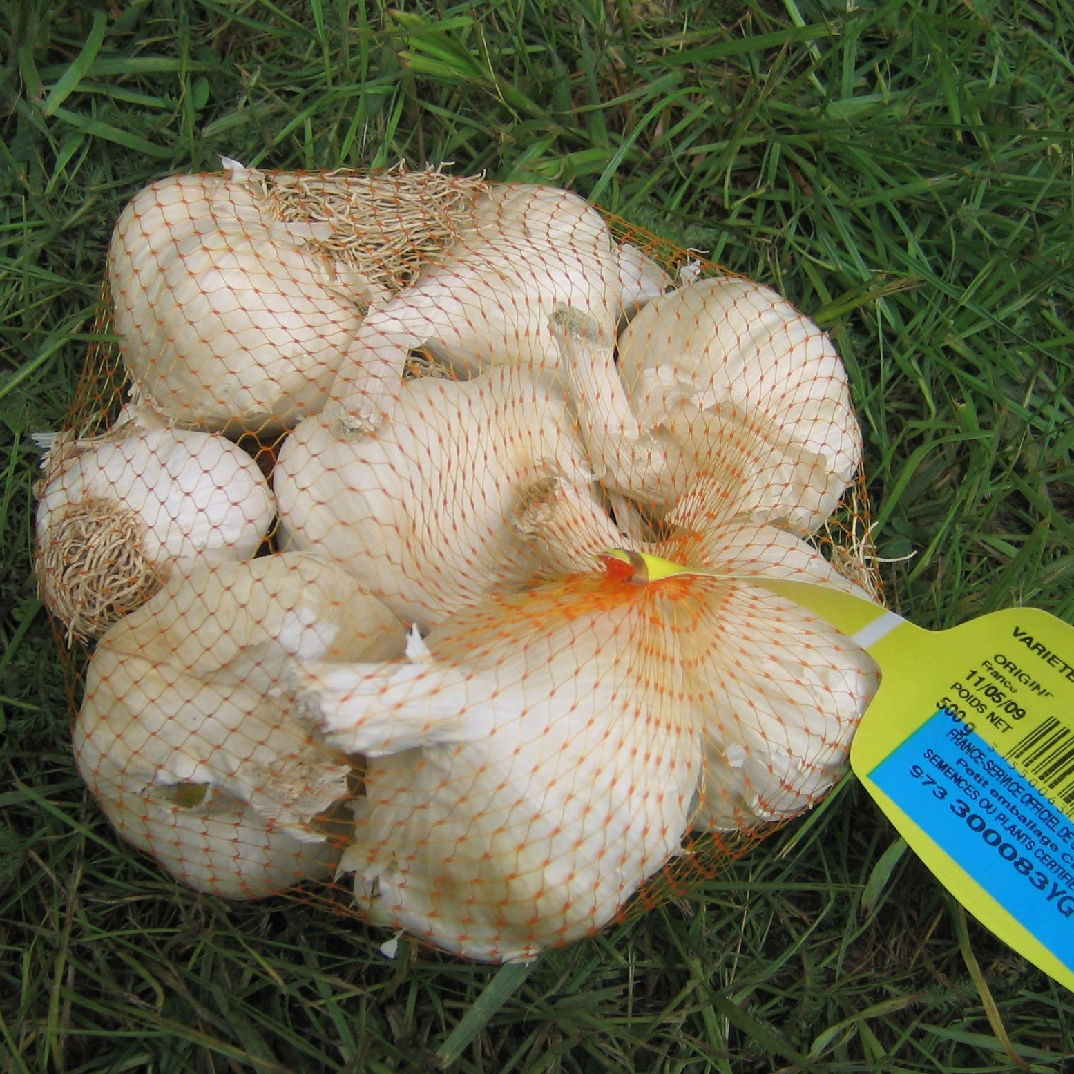 Bakker Ail blanc Thérador bulbes à planter 500g