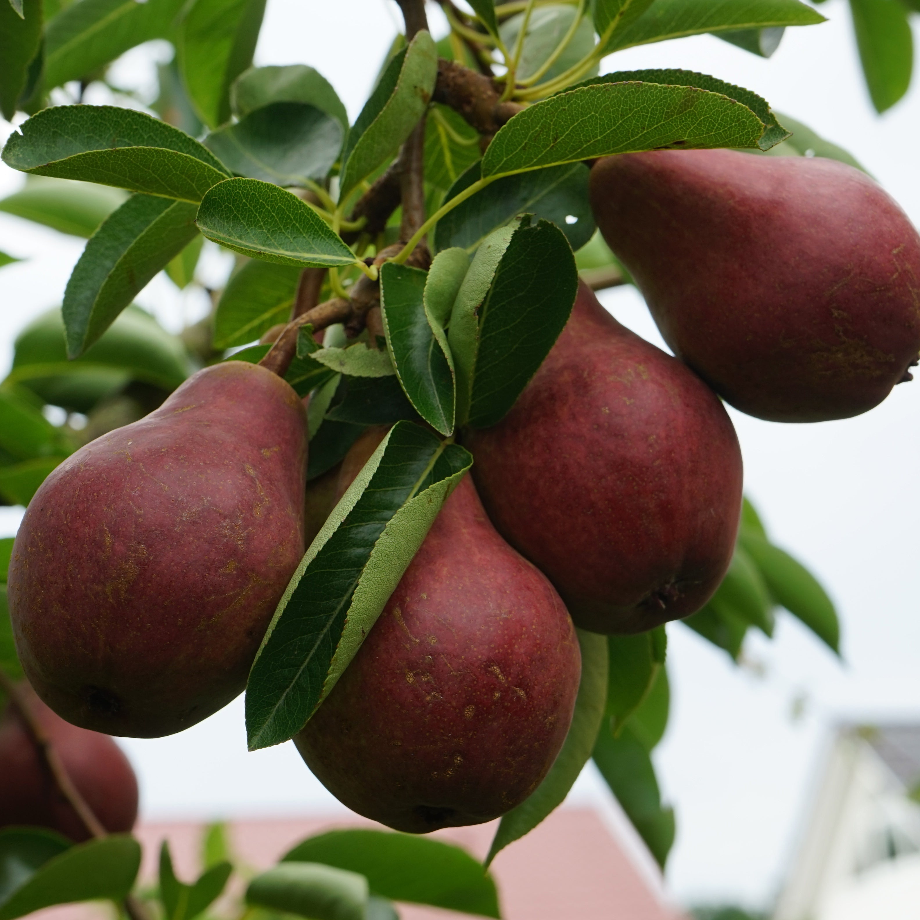 Bakker Poirier William's rouge fruitier motte 90-130cm