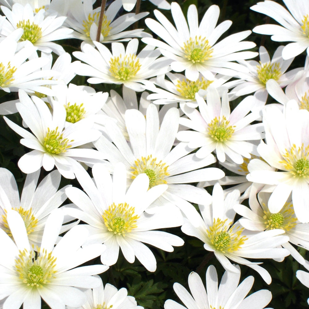 Bakker 10 Anémones de Grèce White Splendour bulbes blancs