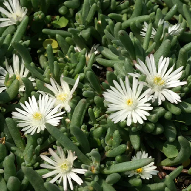 Bakker Graaf Reinet delosperma plante vivace pot 8cm blanc