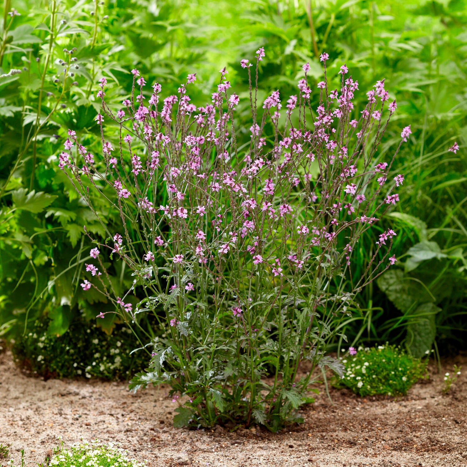 Bakker Verveine officinale Bampton violette pot 8cm