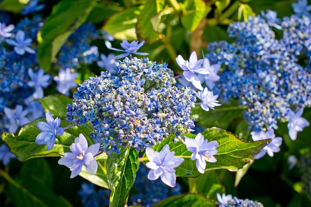 Les Hortensias du Haut Bois Izu no hana hortensia fleurs plates