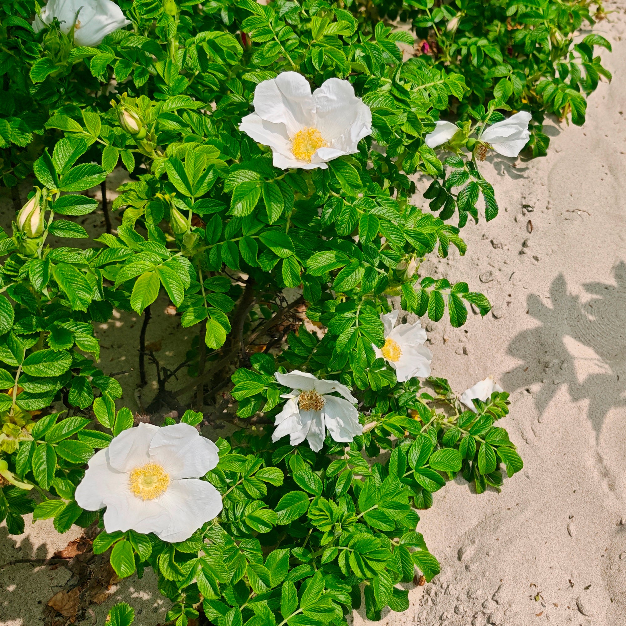 Bakker Rosa rugosa alba rosier blanc pot 3L