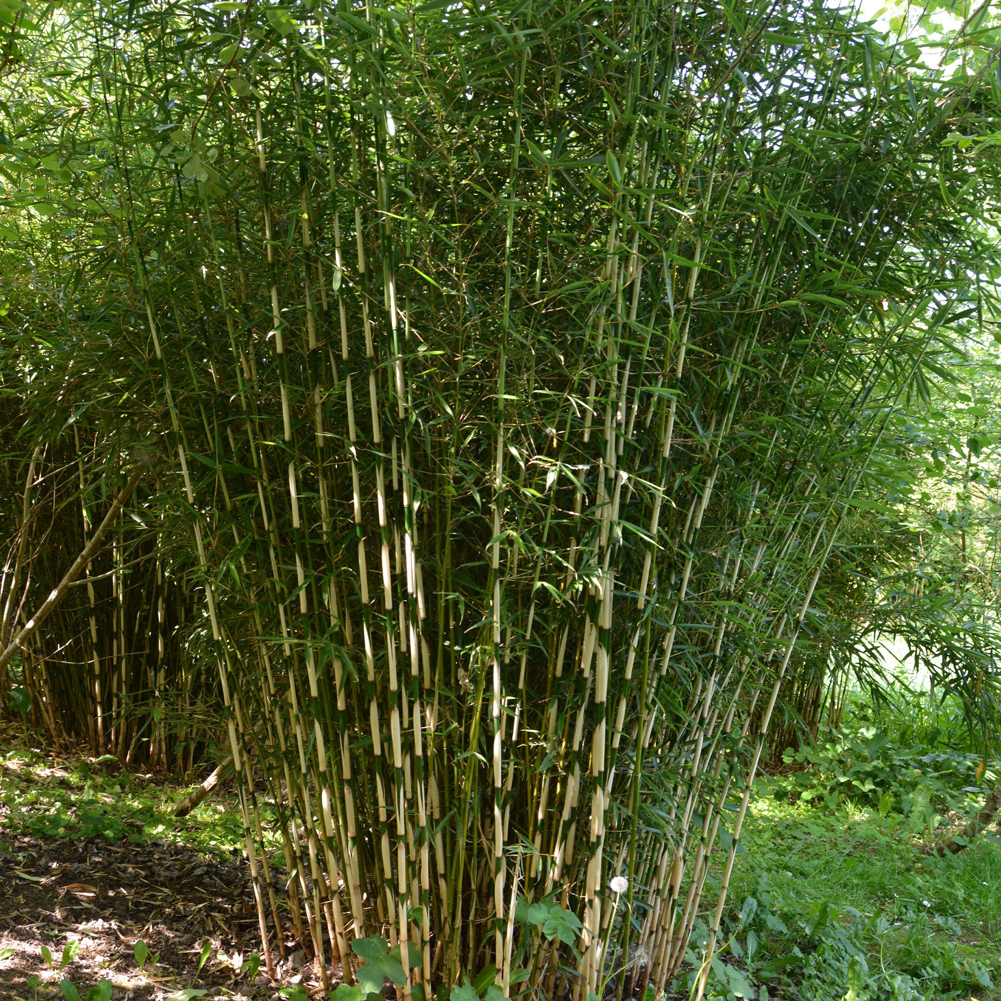 Bakker Campbell bambou non-traçant vert pot 2L 40cm