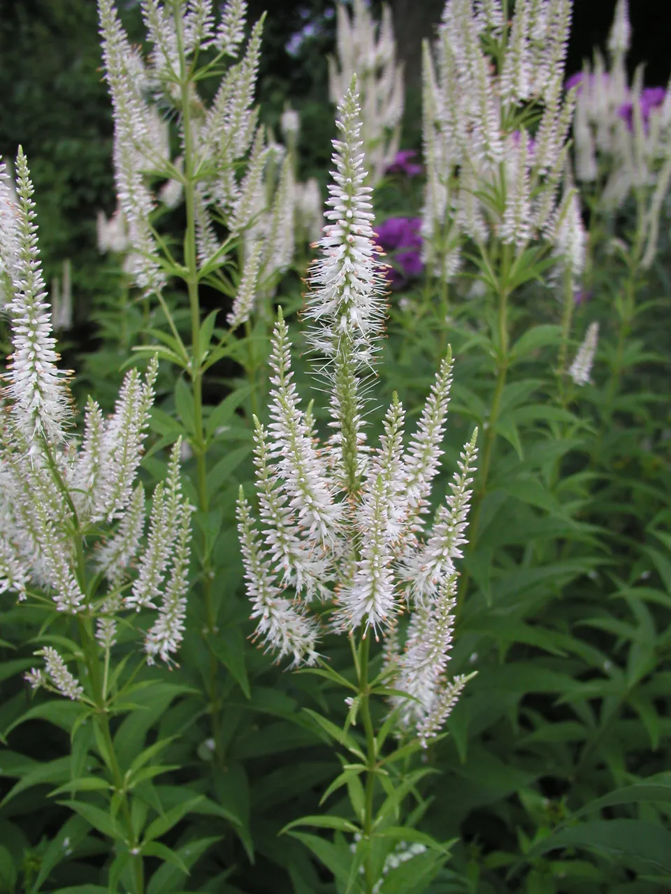 Passion Vivaces Veronicastrum virginicum Album plante vivace pot 1L blanc
