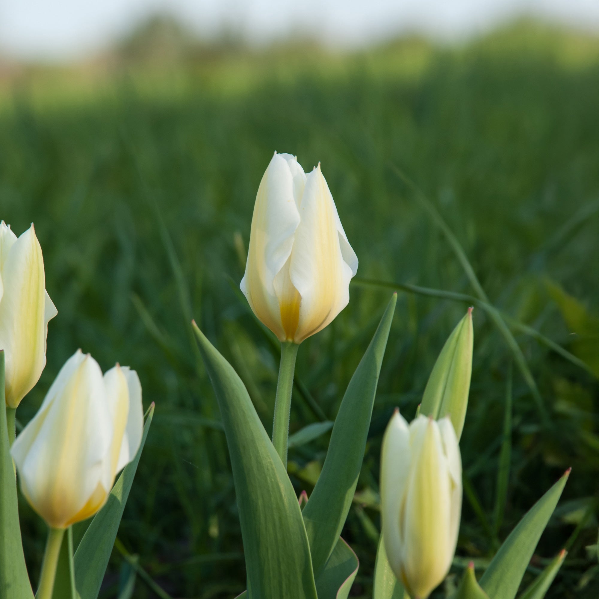 Bakker Tulipes Fosteriana Purissima sachet 10 bulbes blanc