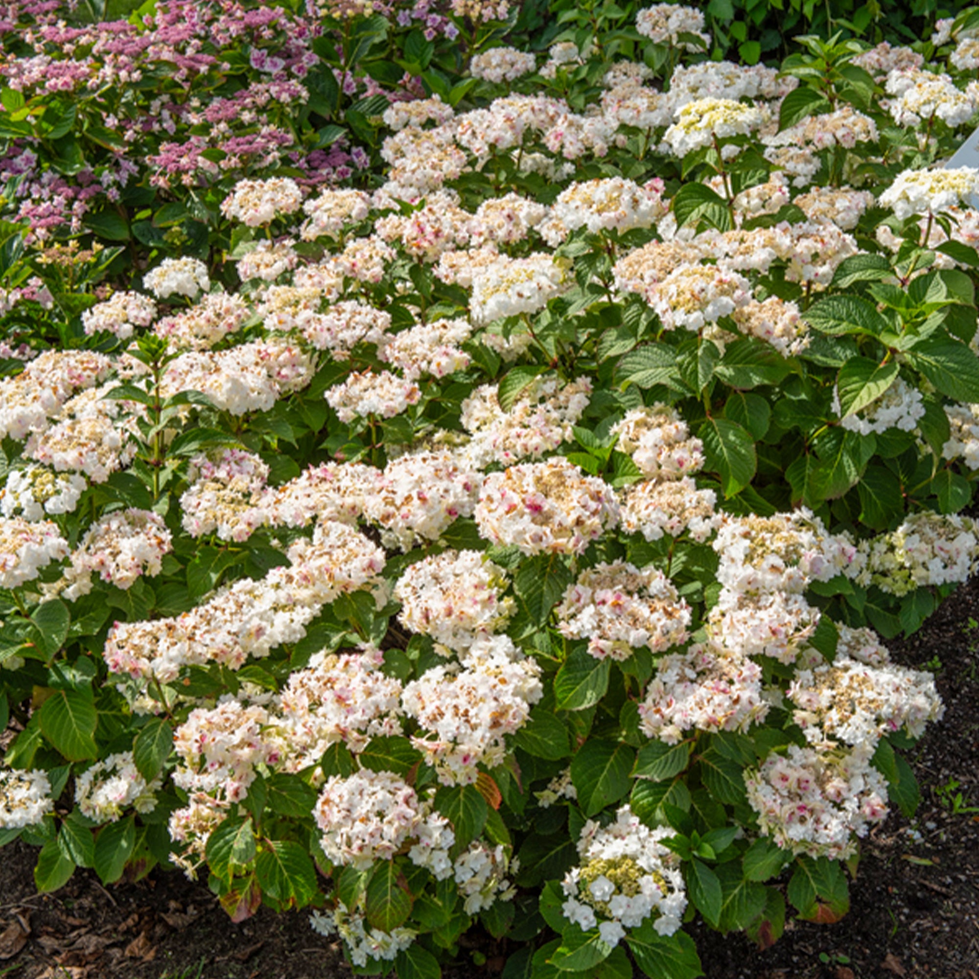 Bakker Doppio Bianco hortensia blanc pot 13cm double