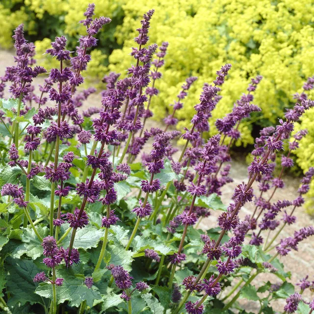 Bakker Sauge verticillée Purple Rain vivace pot Ø 9cm violet