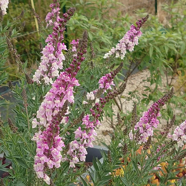 Passion Vivaces Linaria purpurea Dial Park plante vivace rose