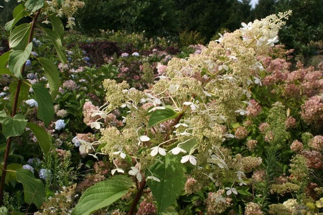 Les Hortensias du Haut Bois Megapearl hortensia paniculata blanc