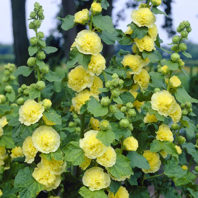 Bakker Rose trémière double Jaune vivace pot 9cm fleurs jaunes