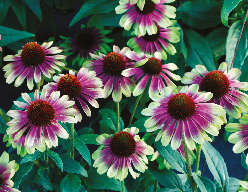 Pépinières Ripoche Echinacea Sweet Sandia vivace rose