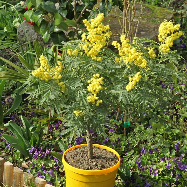 Bakker Mimosa d'hiver arbuste pot Ø9cm jaune