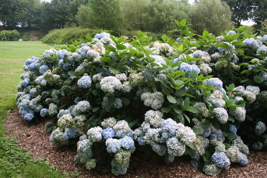 All Summer Beauty hydrangea macrophylla rondes godet
