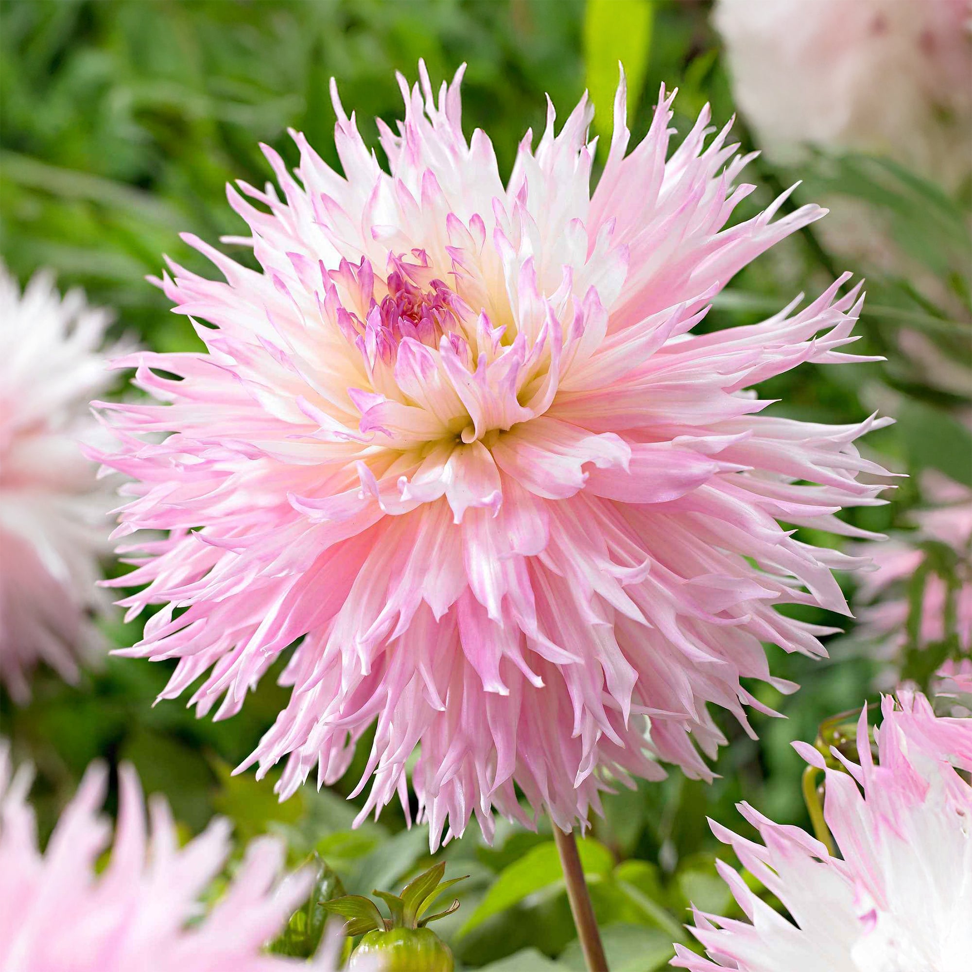 Bakker Dahlia Nadia Ruth bulbe 3 bulbes rose dentelle