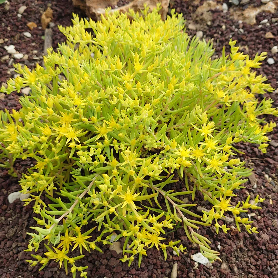 Passion Vivaces Sedum sarmentosum Ljima orpin jaune pot 1L
