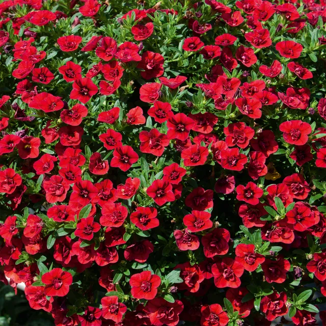 Bakker Mini-pétunia fleurs doubles rouges plante retombante 3 pots Ø10,5cm