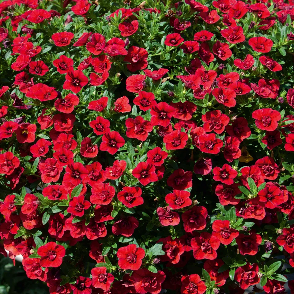 Bakker Mini-pétunia fleurs doubles rouges plante retombante 3 pots Ø10,5cm